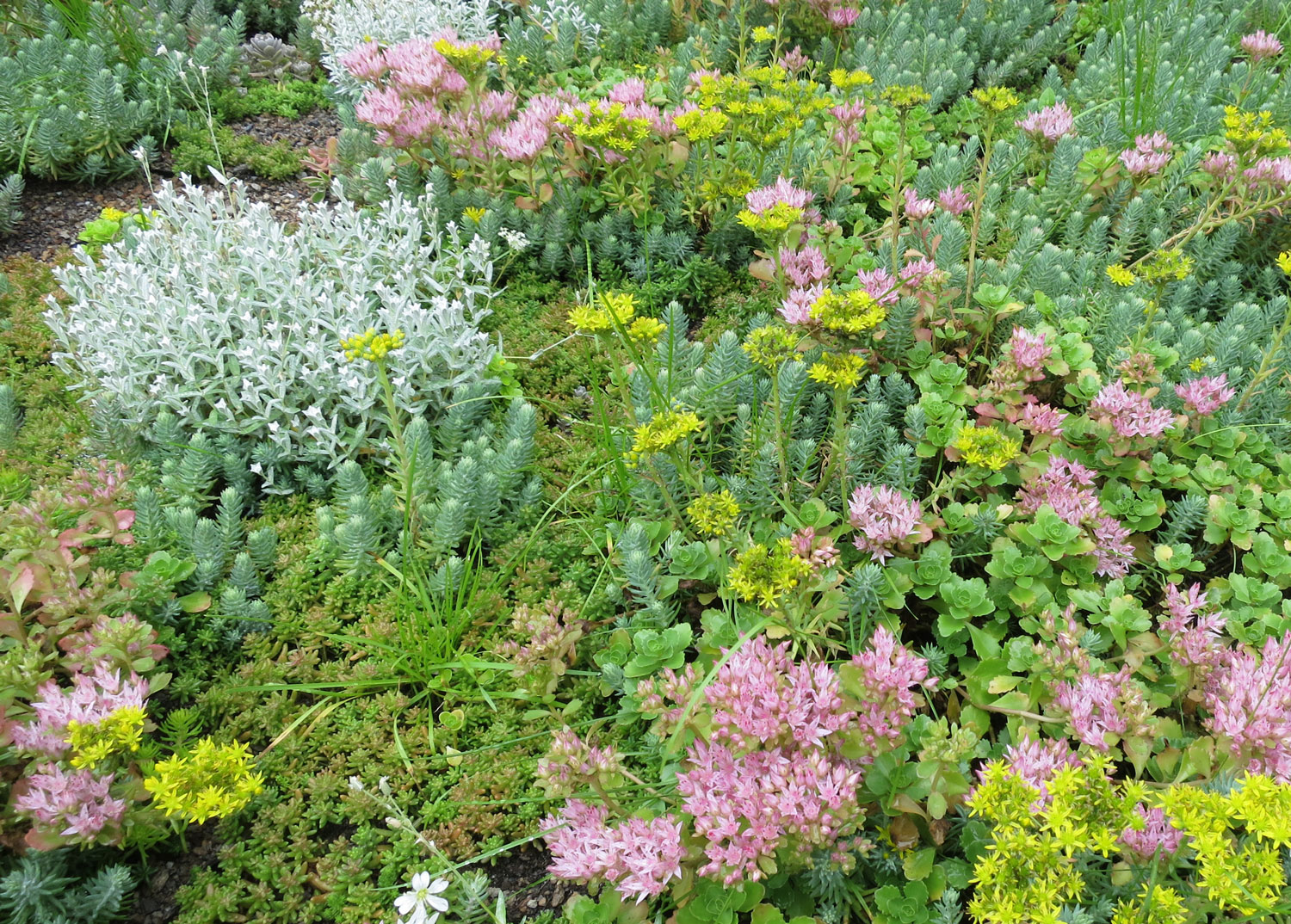 Close-up of green roof growing media, drainage layer, and plant roots